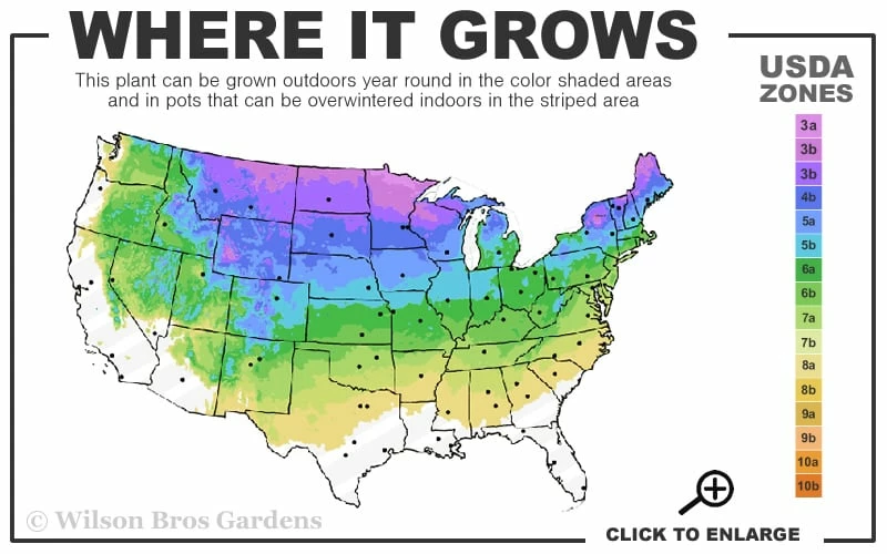 Arctic Fire Red Twig Dogwood - 12" Pot - Image 3
