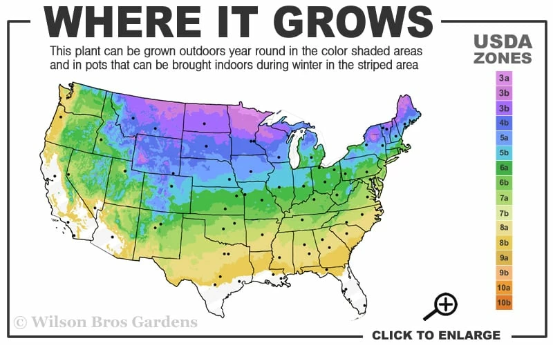 Emerald Green Arborvitae Spiral Topiary - 5 Gallon Pot (3-4') - Image 3