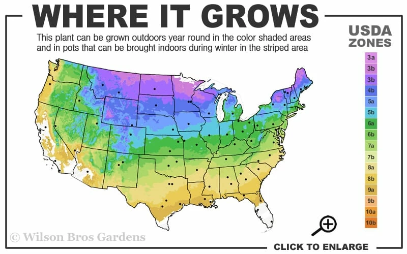Grancy Graybeard - White Fringe Tree - 3 Gallon Pot - Image 3