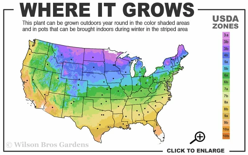 Ruby Spice Summersweet (Clethra) - 3 Gallon Pot - Image 3