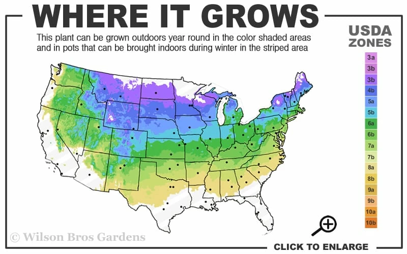 Heritage Raspberry - 6 Pack Of 1 Gallon Pots - Image 3