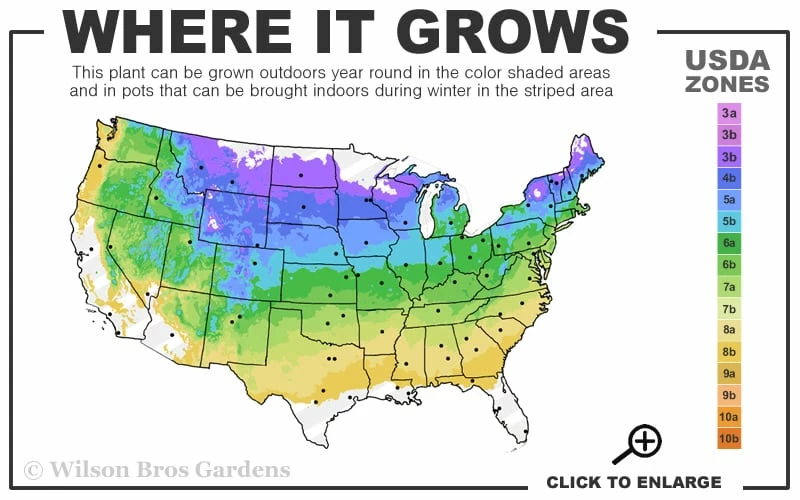 Spice Girl Koreanspice Viburnum - 1 Gallon Pot - Image 3