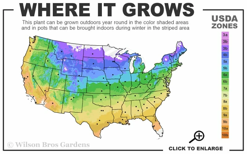 Southern Crabapple (Malus Angustifolia) - 3 Gallon Pot - Image 3