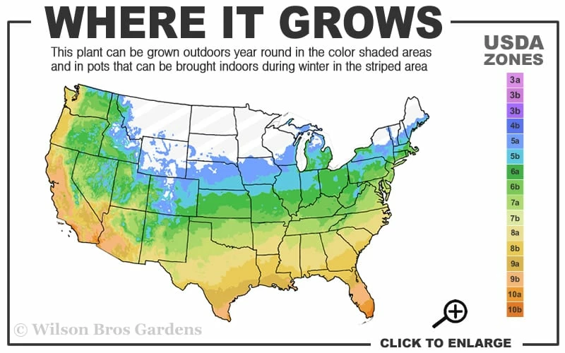 Moonglow Sweetbay Magnolia Tree (Magnolia Virginiana 'Jim Wilson') - 7 Gallon Pot (3-4') - Image 3