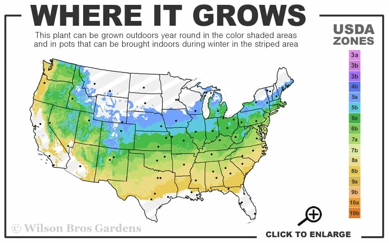 Autumn Moon Japanese Maple - 5 Gallon Pot (3-4') - Image 3