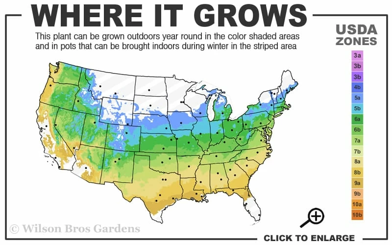 Red Pygmy Japanese Maple - 3 Gallon Pot - Image 3