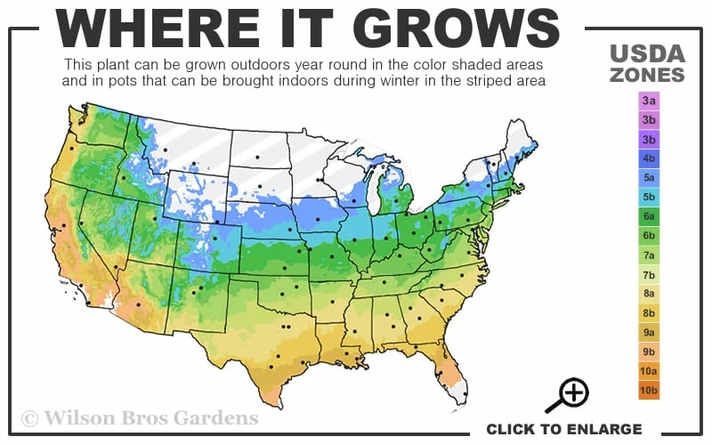 Aphrodite Sweetshrub (Carolina Allspice) - Calycanthus - 3 Gallon Pot - Image 3