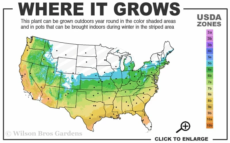 Twinkles Dwarf Coral Bark Japanese Maple - 3 Gallon Pot - Image 3