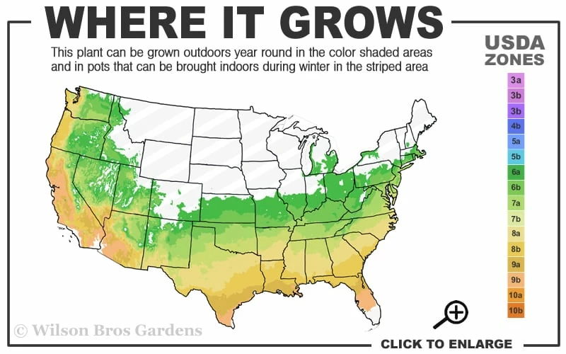 Autumn Lily Encore Azalea - 6 Pack Of 1 Gallon Pots - Image 3