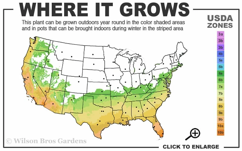 Russian 26 Cold Hardy Pomegranate - 6 Pack Of 1 Gallon Pots - Image 3