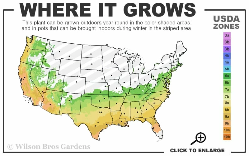 Red Rooster Crape Myrtle - 2 Gallon Pot - Image 3