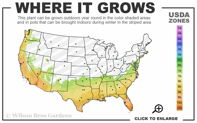 Italian Honey Fig Tree (Ficus Carica 'Lattarula') - 1 Gallon Pot - Image 3