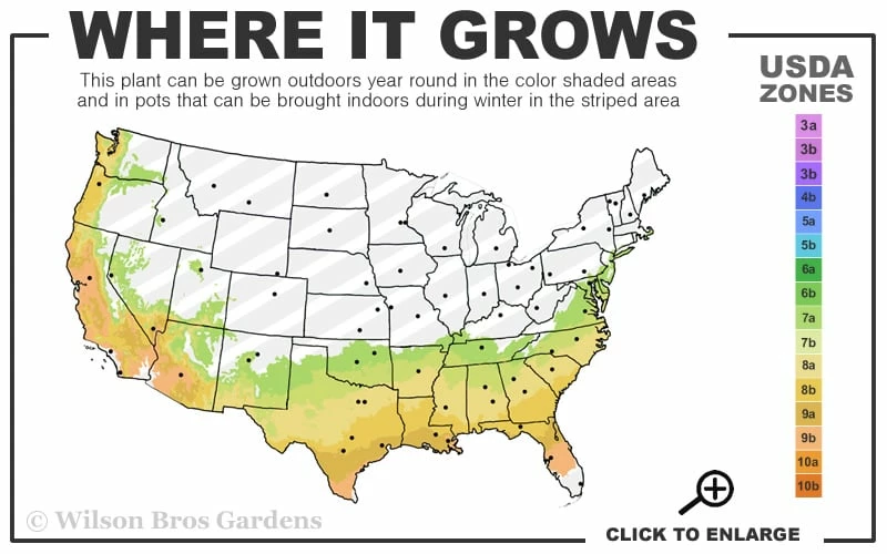 Tuscarora Watermelon Red Crape Myrtle - 7 Gallon Pot (4-5') - Image 3