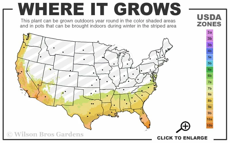 Noble Muscadine Grape Vine (Self Fertile) - 1 Gallon Pot - Image 3