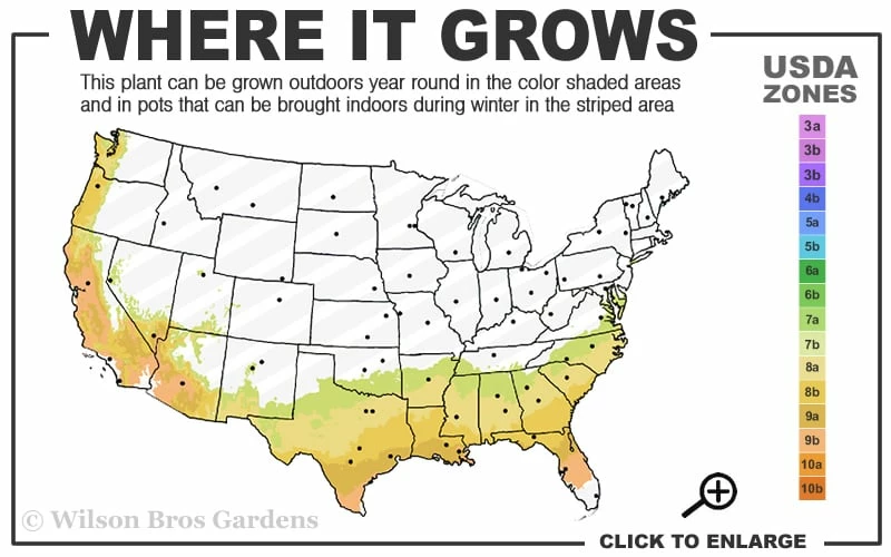 Alapaha Rabbiteye Blueberry - 1 Gallon Pot - Image 3