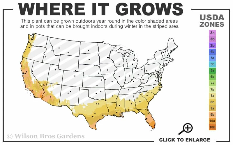Star Southern Highbush Blueberry - 3 Gallon Pot - Image 3