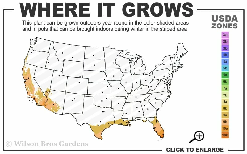 Philippine Lily - 1 Quart Pot - Image 3