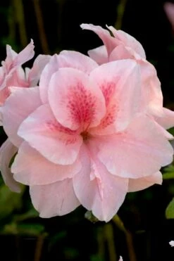 Autumn Belle Encore Azalea - 2 Gallon Pot