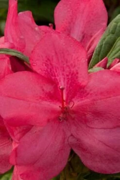 Autumn Jewel Encore Azalea - 2 Gallon Pot