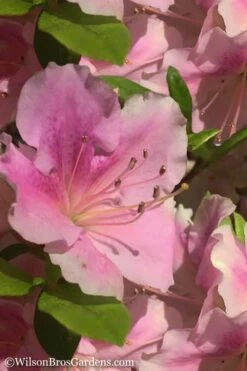 Autumn Sweetheart Encore Azalea - 6 Pack Of 1 Gallon Pots