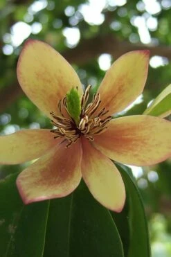 Banana Shrub - 7 Gallon Pot (4-5')