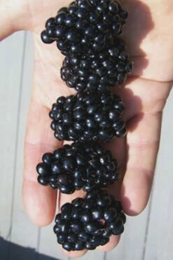 Apache Thornless Blackberry - 3 Gallon Pot