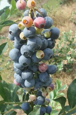 Climax Rabbiteye Blueberry - 2.5 Quart Pot