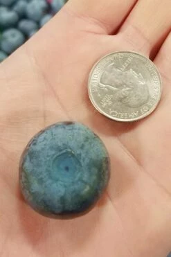 Titan Blueberry - 1 Gallon Pot