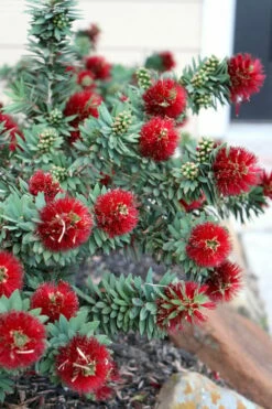 Little John Dwarf Red Bottlebrush (Callistemon Citinus) - 3 Gallon Pot