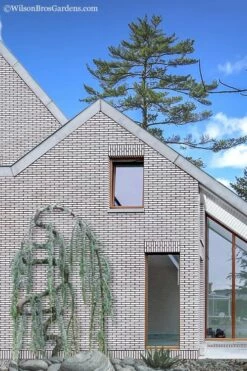 Serpentine Weeping Blue Atlas Cedar - 5 Gallon Pot