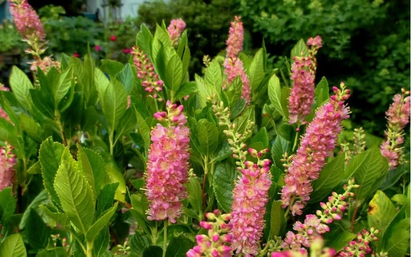 Ruby Spice Summersweet (Clethra) - 3 Gallon Pot - Image 4