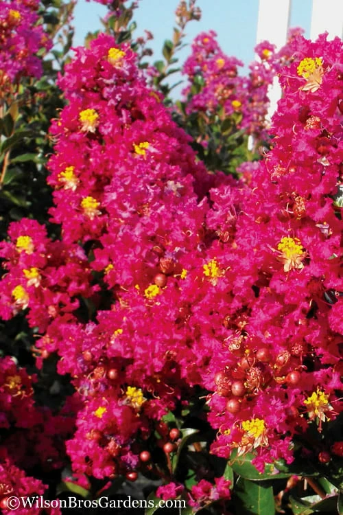 Berry Dazzle Dwarf Crape Myrtle - 2 Gallon Pot - Image 4