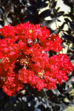 Black Diamond Red Hot Crape Myrtle - 2 Gallon Pot