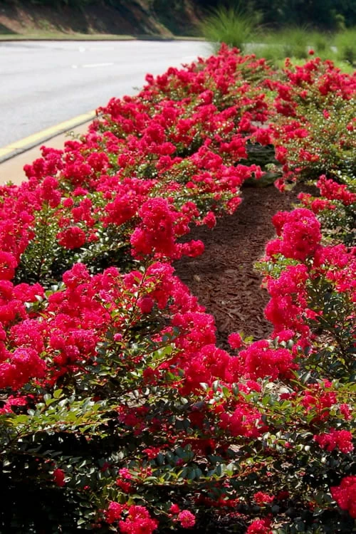 Cherry Dazzle Dwarf Crape Myrtle - 1 Gallon Pot - Image 6