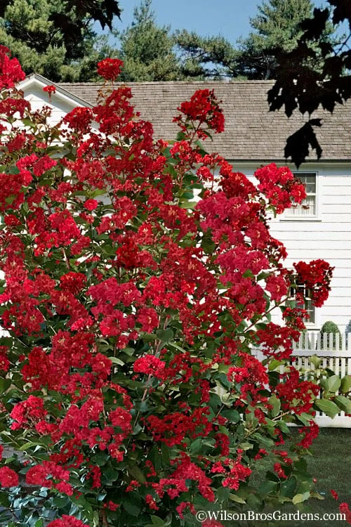 Colorama Scarlet Red Crape Myrtle - 5 Gallon Pot - Image 4
