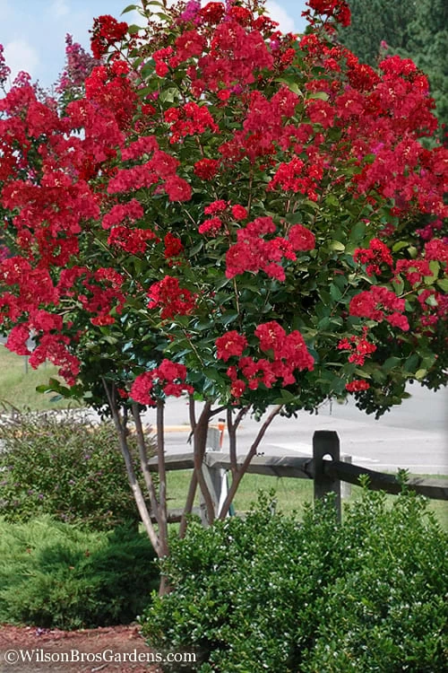 Colorama Scarlet Red Crape Myrtle - 5 Gallon Pot