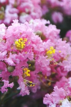 Dazzle Me Pink Dwarf Crape Myrtle - 3 Gallon Pot
