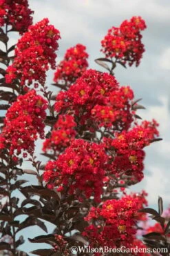 Delta Flame Crape Myrtle - 2 Gallon Pot