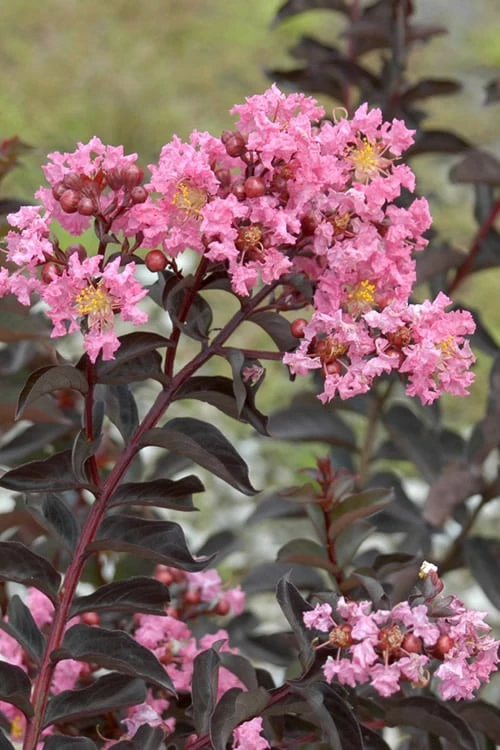 Delta Jazz Crape Myrtle - 2 Gallon Pot - Image 6
