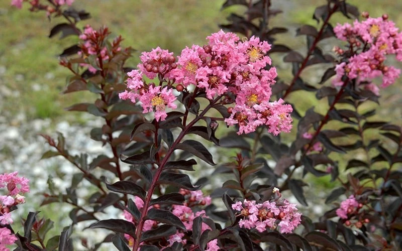 Delta Jazz Crape Myrtle - 2 Gallon Pot - Image 5