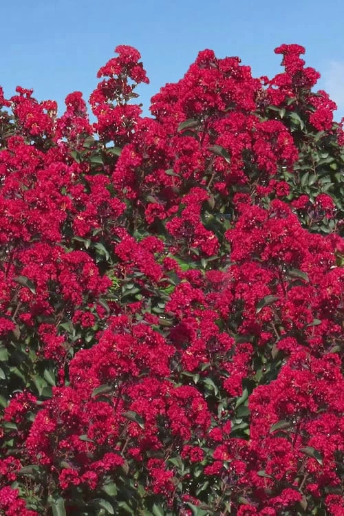Double Dynamite Crape Myrtle Tree (Single Trunk Tree) - 7 Gallon Pot (5-6') - Image 5