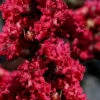 Double Feature Red Crape Myrtle - 3 Gallon Pot