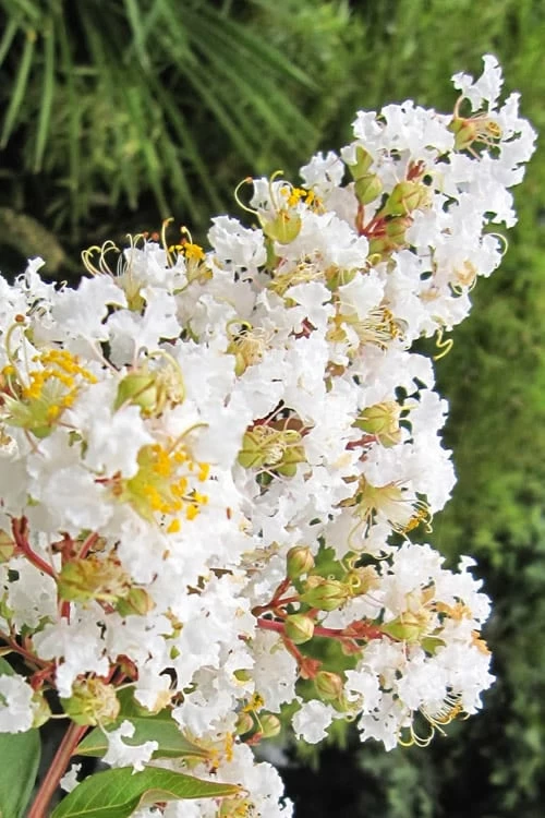Natchez White Crape Myrtle (Multi Trunk) - 7 Gallon Pot (3-4') - Image 6