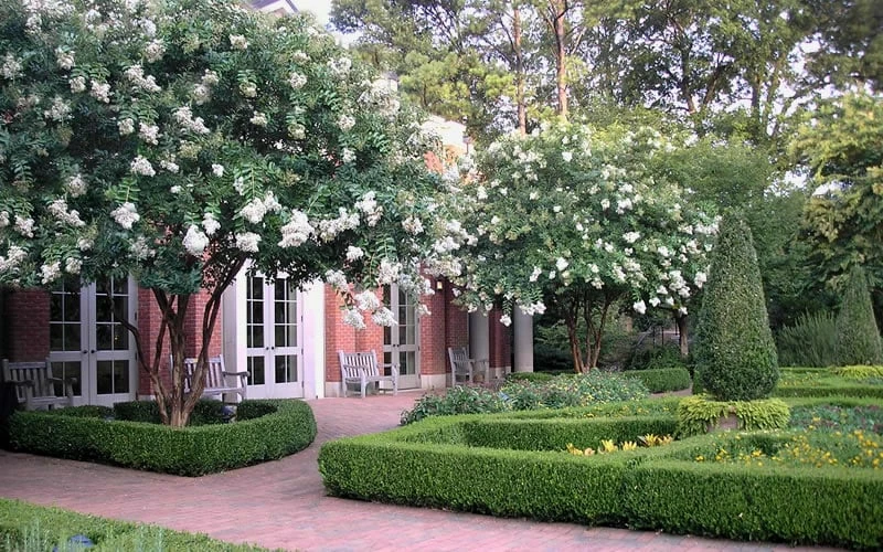 Natchez White Crape Myrtle - 3 Gallon Pot - Image 7