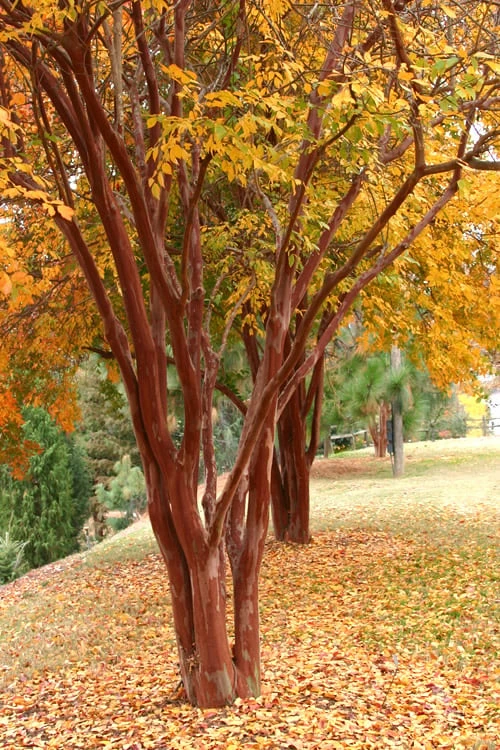 Natchez White Crape Myrtle (Multi Trunk) - 7 Gallon Pot (3-4') - Image 4