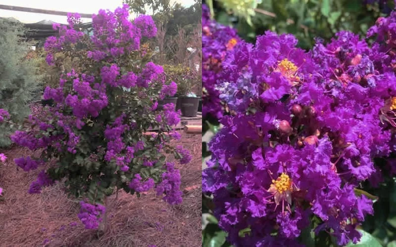 Purple Magic Crape Myrtle Tree (Multi Trunk) - 7 Gallon Pot - Image 5