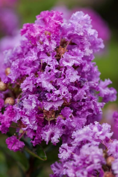 Purple Magic Crape Myrtle Tree (Multi Trunk) - 7 Gallon Pot