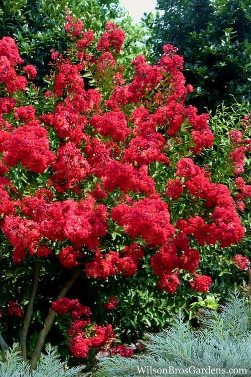 Red Rocket Crape Myrtle - 1 Gallon Pot - Image 4