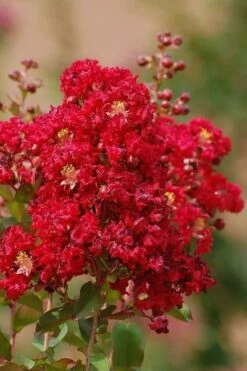 Red Rooster Crape Myrtle - 3 Gallon Pot