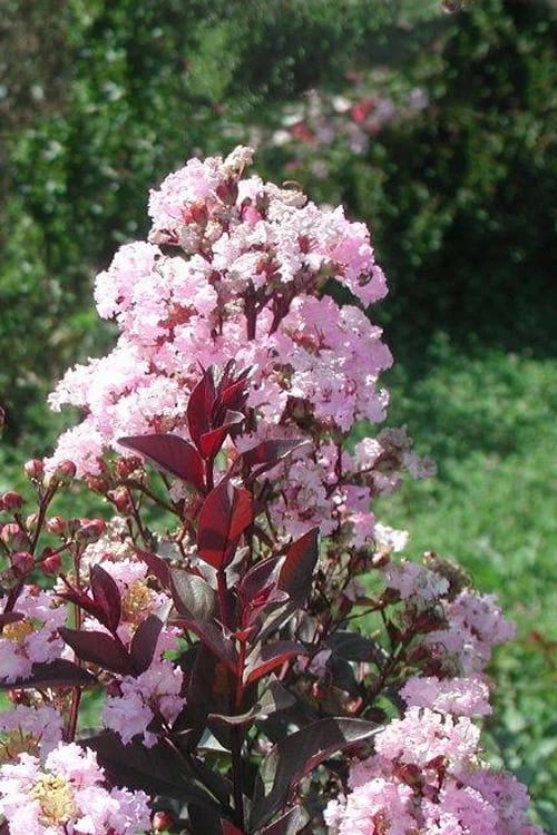 Rhapsody In Pink Crape Myrtle - 1 Gallon Pot - Image 3